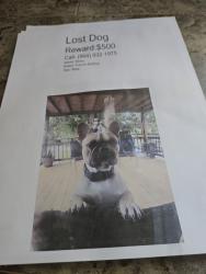 Lost Male Dog last seen Glenna dr roads, Anderson County, SC 29626