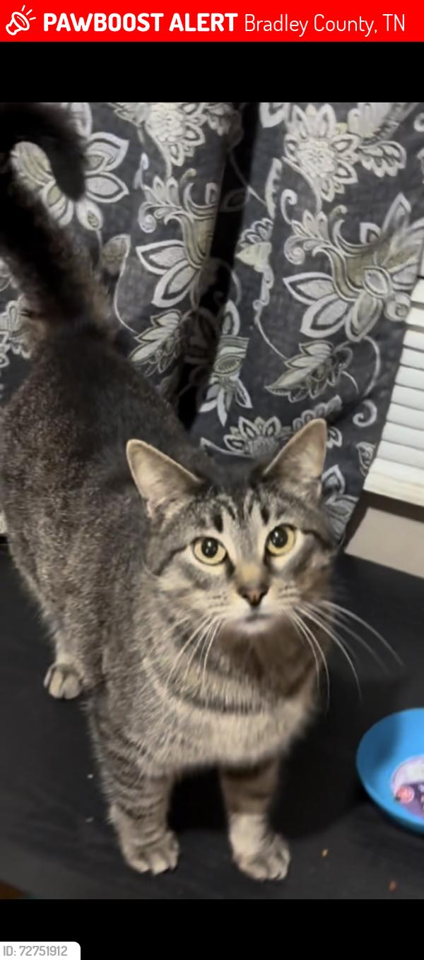 Lost Female Cat last seen Candies creek and Lower river rd area, Bradley County, TN 37312