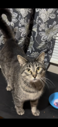 Lost Female Cat last seen Candies creek and Lower river rd area, Bradley County, TN 37312