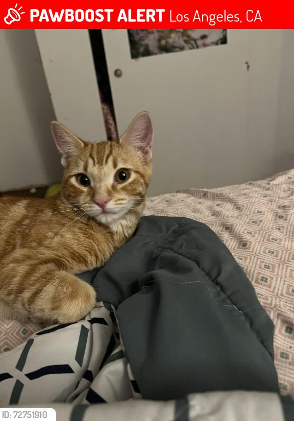 Lost Male Cat last seen Maclay Middle School, Los Angeles, CA 91331