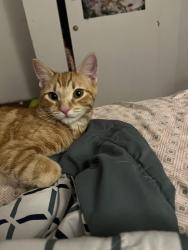 Lost Male Cat last seen Maclay Middle School, Los Angeles, CA 91331
