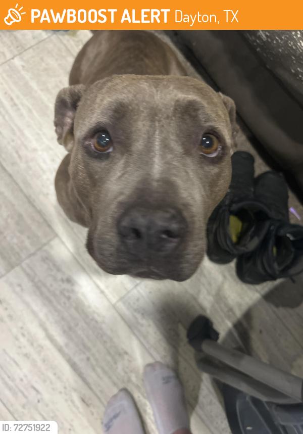 Found/Stray Female Dog last seen Near  CR 650 , Dayton, TX 77535