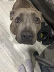 Found/Stray Female Dog last seen Near  CR 650 , Dayton, TX 77535