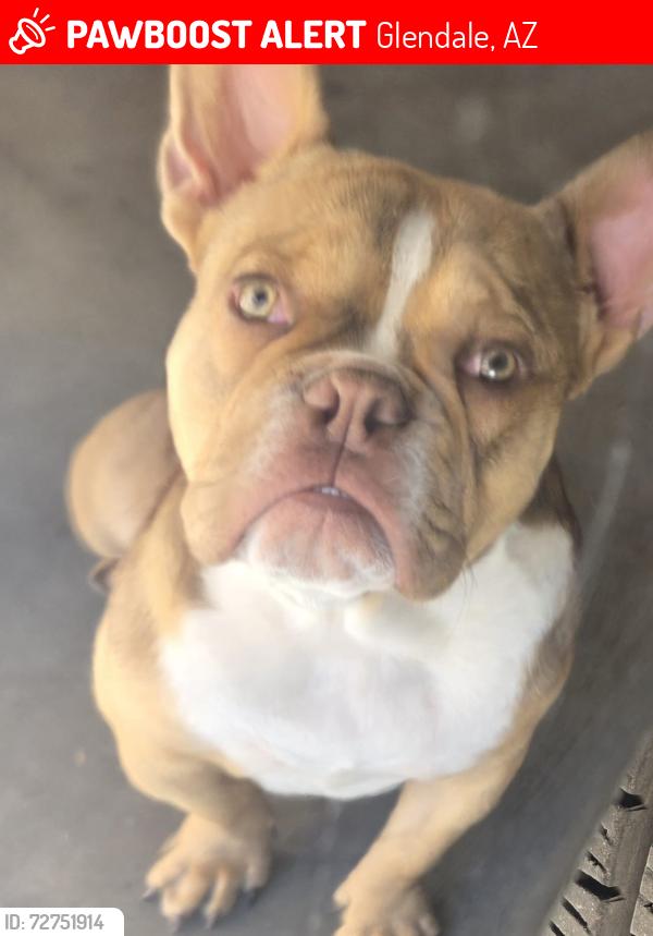 Lost Male Dog last seen N 56th ln & W Northern Ave, Glendale, AZ 85302