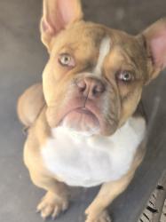 Lost Male Dog last seen N 56th ln & W Northern Ave, Glendale, AZ 85302