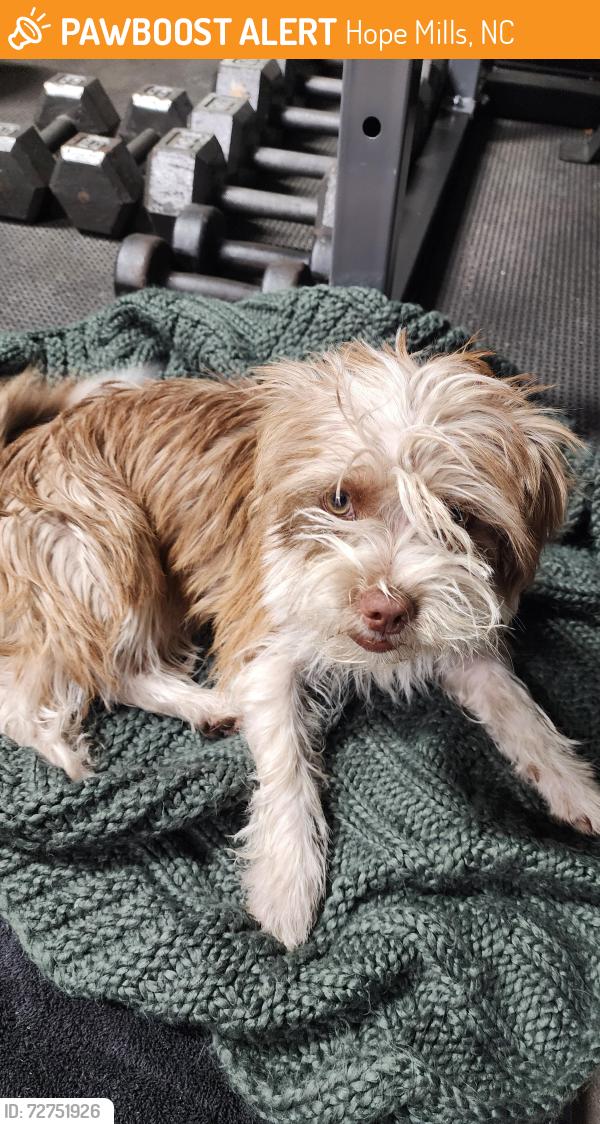 Found/Stray Female Dog last seen Elk Rd and Bramblegate Rd, Hope Mills, NC 28348