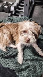 Found/Stray Female Dog last seen Elk Rd and Bramblegate Rd, Hope Mills, NC 28348
