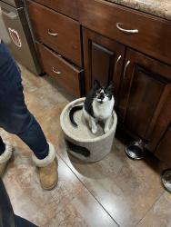 Lost Female Cat last seen Lincoln Avenue, Hackensack Avenue & Austin Street, front of Lincoln Elementary School, Ridgefield Park, NJ 07660