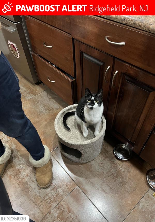 Lost Female Cat last seen Lincoln Avenue, Hackensack Avenue & Austin Street, front of Lincoln Elementary School, Ridgefield Park, NJ 07660