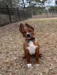 Shelter Stray Male Dog last seen LINN RD, San Antonio, TX 78227