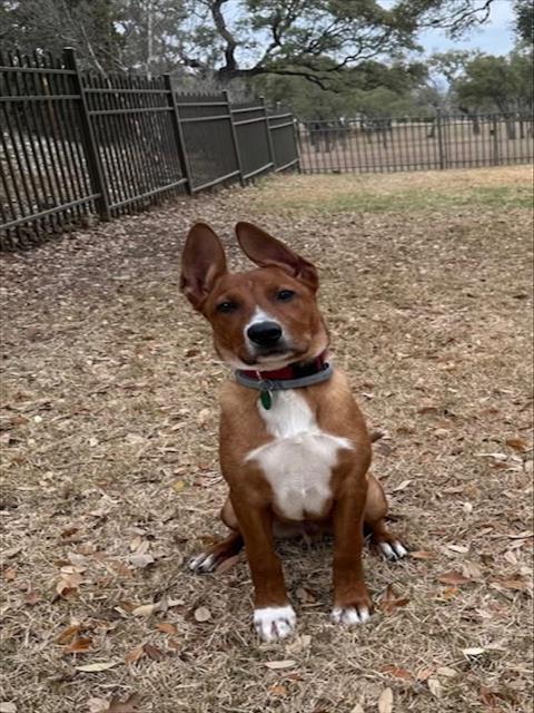 Shelter Stray Male Dog last seen LINN RD, San Antonio, TX 78227