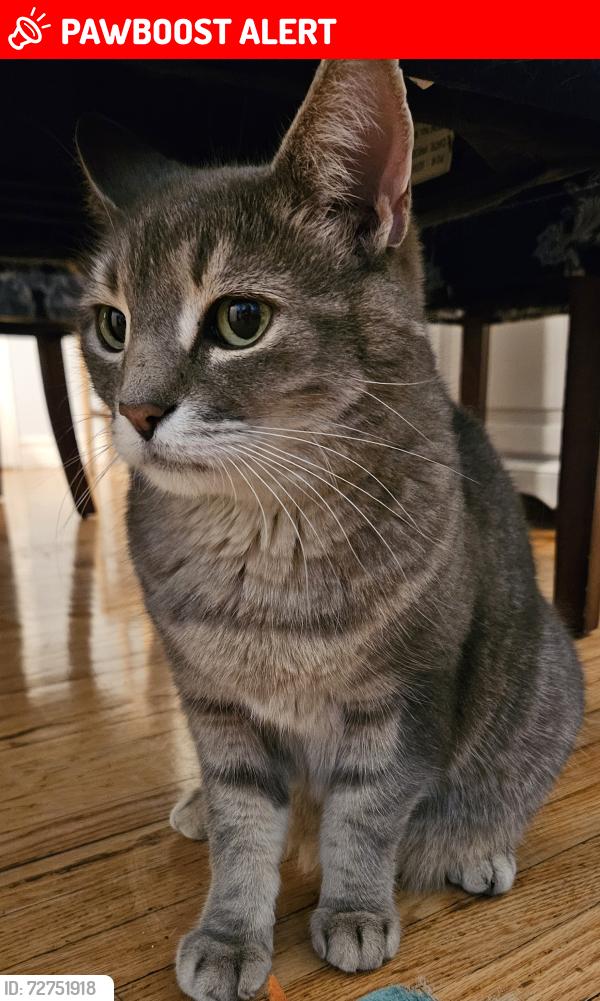 Lost Male Cat last seen Sommerset, Montford, Dollard-des-Ormeaux, QC 