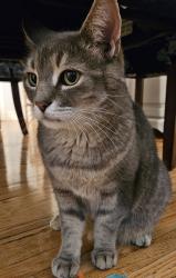 Lost Male Cat last seen Sommerset, Montford, Dollard-des-Ormeaux, QC 
