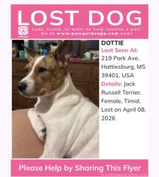 Lost Female Dog last seen Hardy/4th street/ Quinn rd/pearl avenue , Hattiesburg, MS 39401
