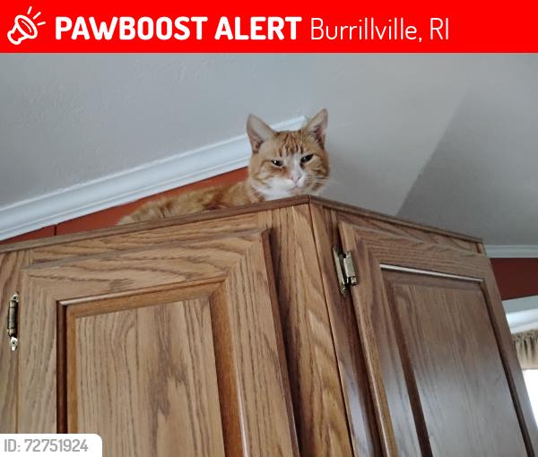 Lost Male Cat last seen Unknown, Burrillville, RI 02839
