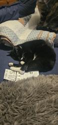 Lost Male Cat last seen Botanical Gardens Gvine , Grapevine, TX 76051