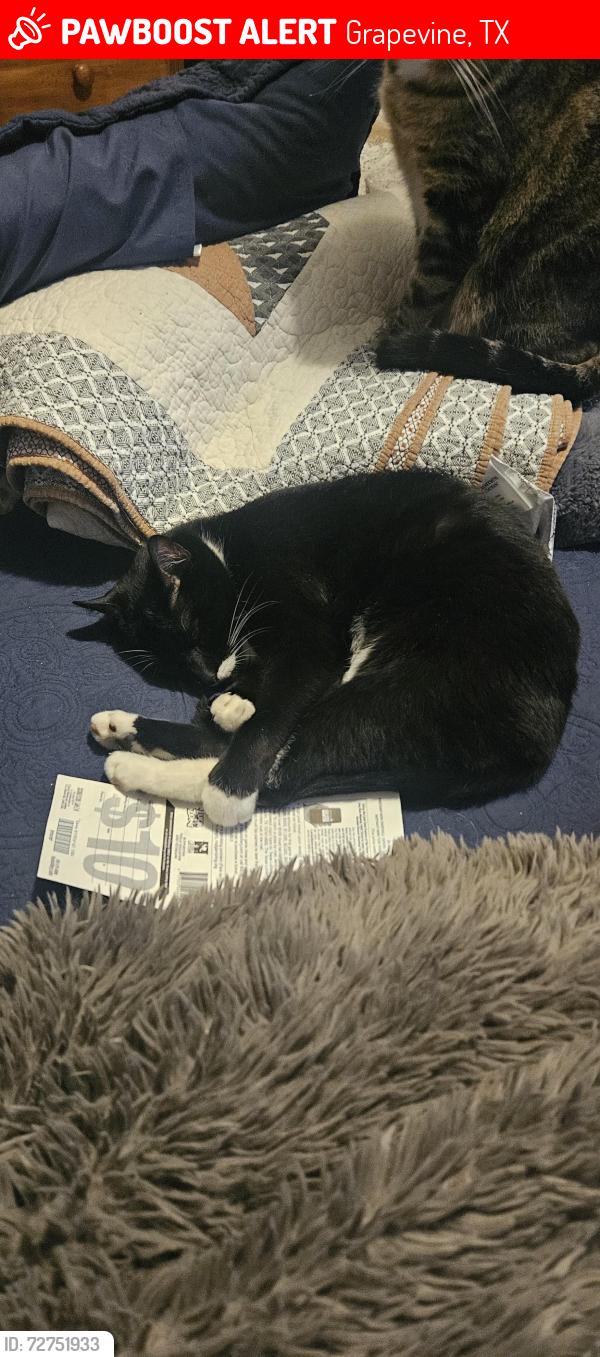 Lost Male Cat last seen Botanical Gardens Gvine , Grapevine, TX 76051