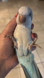 Lost Unknown Bird last seen Ashland mill ct  golf course , Raleigh, NC 27617