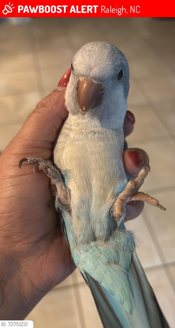 Lost Unknown Bird last seen Ashland mill ct  golf course , Raleigh, NC 27617