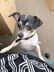 Found/Stray Male Dog last seen Old oak ridge rd. About 1 mile from the airport., Greensboro, NC 27410