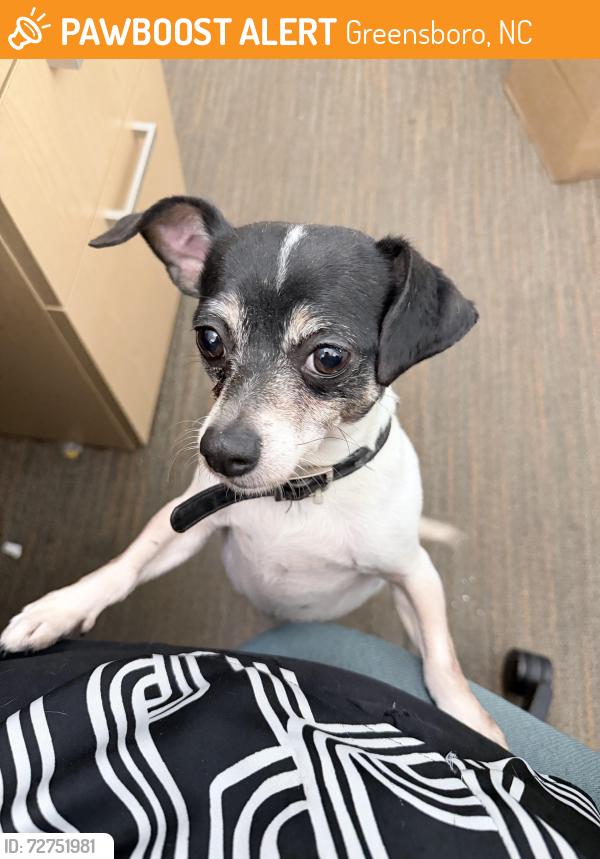 Found/Stray Male Dog last seen Old oak ridge rd. About 1 mile from the airport., Greensboro, NC 27410