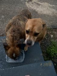 Found/Stray Unknown Dog last seen On olivia court running around, Montgomery, AL 36107