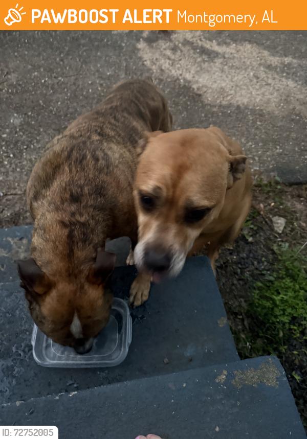 Found/Stray Unknown Dog last seen On olivia court running around, Montgomery, AL 36107