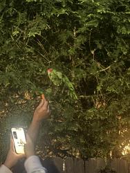 Found/Stray Female Bird last seen northbrook ct, Murfreesboro, TN 37130