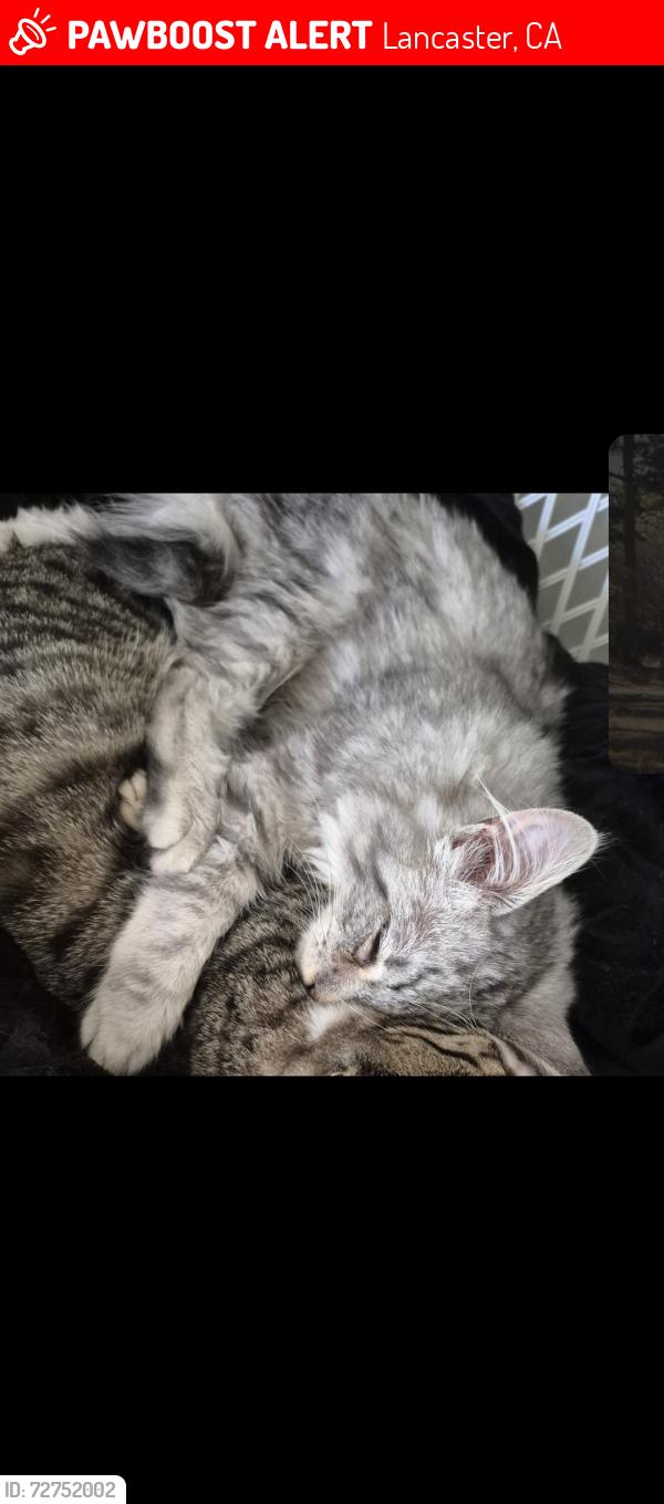 Lost Male Cat last seen J and 20th west,  Lancaster Blvd and 21st west, Lancaster, CA 93536