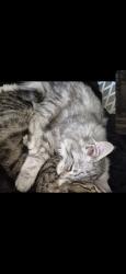 Lost Male Cat last seen J and 20th west,  Lancaster Blvd and 21st west, Lancaster, CA 93536