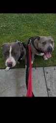 Lost Female Dog last seen South El Monte, South El Monte, CA 91733