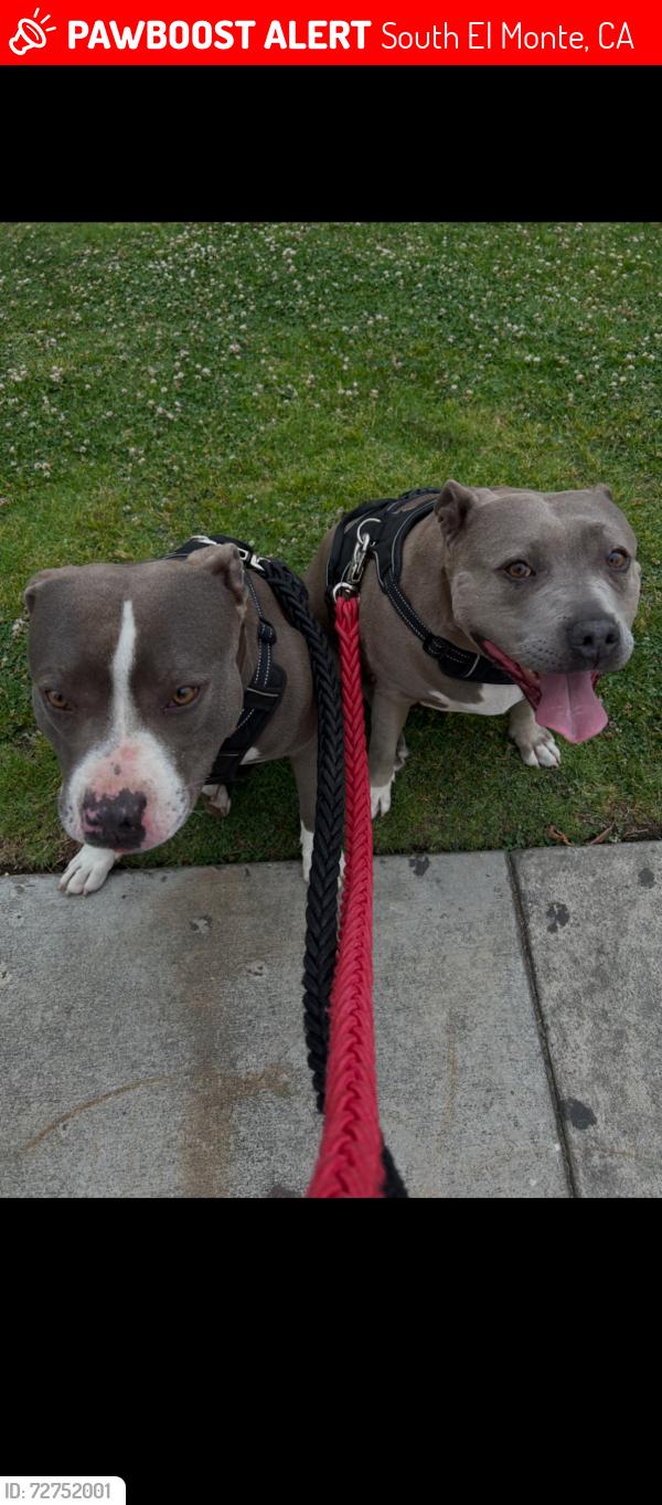 Lost Female Dog last seen South El Monte, South El Monte, CA 91733