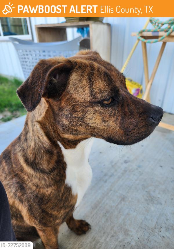Found/Stray Female Dog last seen Blair Rd. & Rt. 77, Ellis County, TX 75165