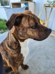 Found/Stray Female Dog last seen Blair Rd. & Rt. 77, Ellis County, TX 75165