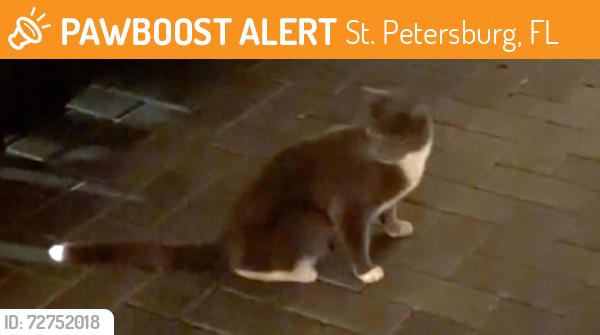 Found/Stray Unknown Cat last seen MLK & 8th St N (Calla Terrace Alley), St. Petersburg, FL 33701