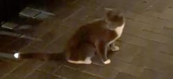 Found/Stray Unknown Cat last seen MLK & 8th St N (Calla Terrace Alley), St. Petersburg, FL 33701