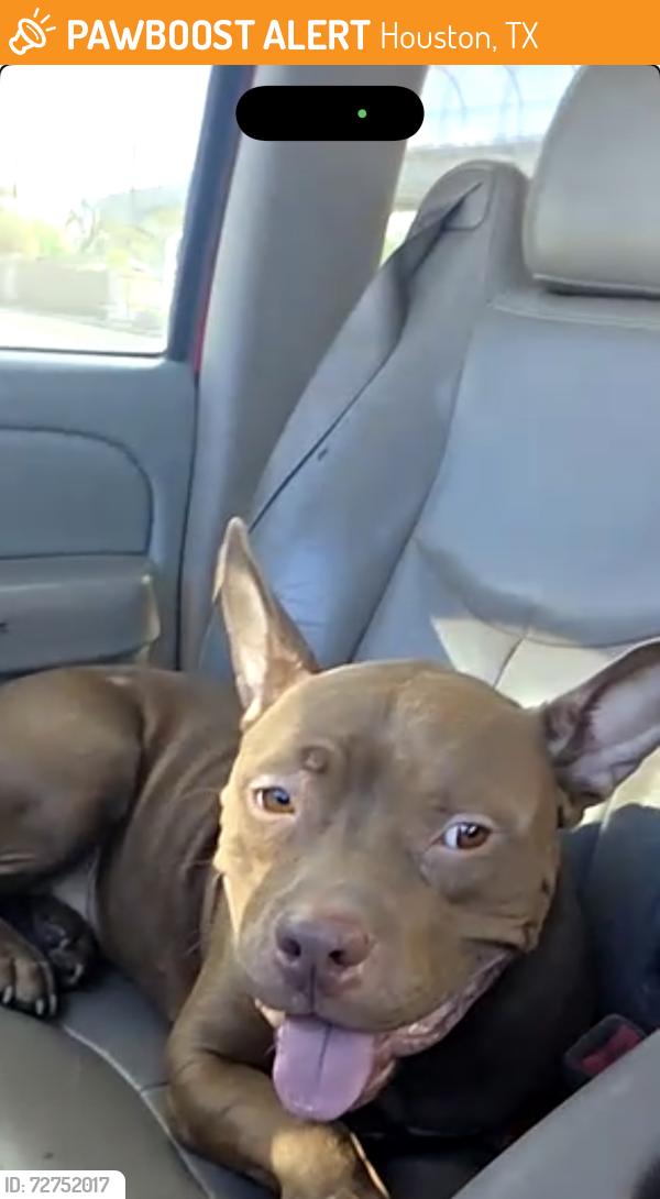 Found/Stray Male Dog last seen Federal rd 77015, Houston, TX 77015