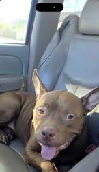 Found/Stray Male Dog last seen Federal rd 77015, Houston, TX 77015