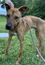 Found/Stray Male Dog last seen Cheyenne Rd., Montgomery, TX 77316