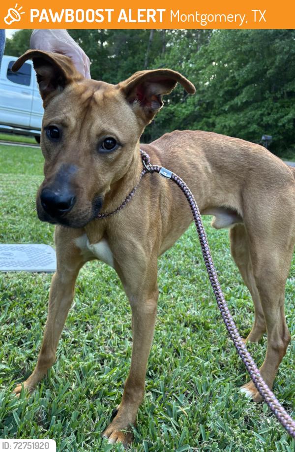 Found/Stray Male Dog last seen Cheyenne Rd., Montgomery, TX 77316