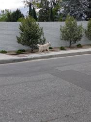 Found/Stray Unknown Dog last seen Near 16th St SW, Albuquerque, NM 87104, Albuquerque, NM 87104