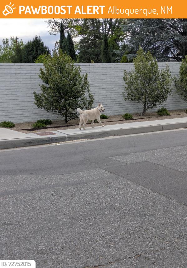 Found/Stray Unknown Dog last seen Near 16th St SW, Albuquerque, NM 87104, Albuquerque, NM 87104
