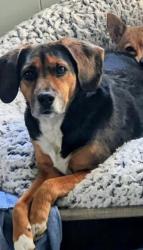 Lost Male Dog last seen Evansville, Evansville, IN 47708