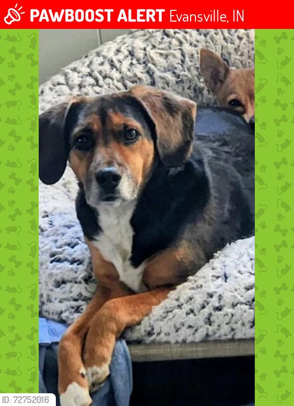 Lost Male Dog last seen Evansville, Evansville, IN 47708