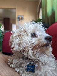 Lost Male Dog last seen All American Park , Paramount, CA 90723