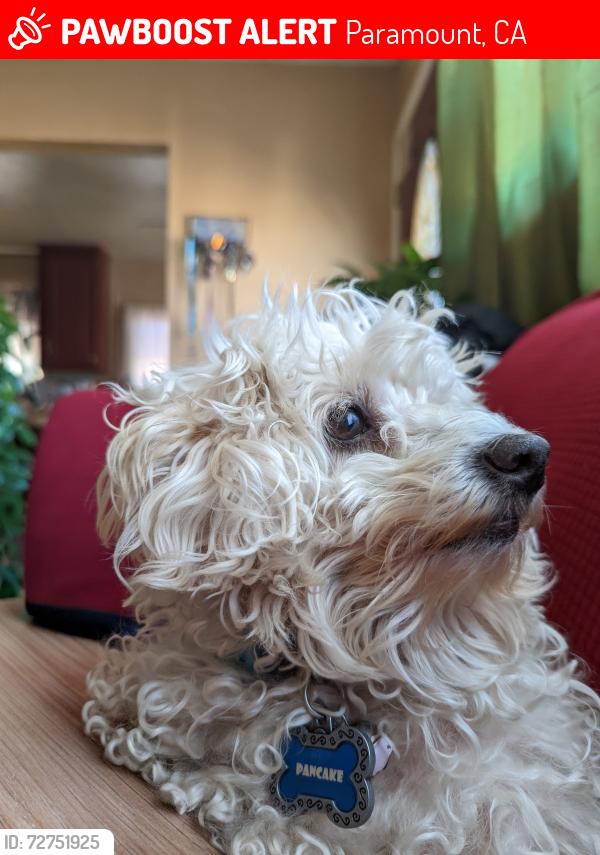 Lost Male Dog last seen All American Park , Paramount, CA 90723