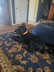Lost Male Dog last seen Chestnutfork rd, Bedford County, VA 24523