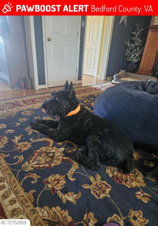 Lost Male Dog last seen Chestnutfork rd, Bedford County, VA 24523