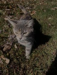 Lost Female Cat last seen Near the Enola crossroad Grill gas station, Enola fire department, Henry River Bobs Knob Access, Morganton, NC 28655