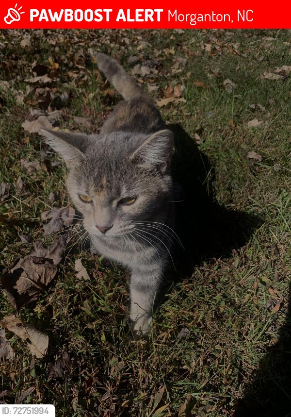 Lost Female Cat last seen Near the Enola crossroad Grill gas station, Enola fire department, Henry River Bobs Knob Access, Morganton, NC 28655